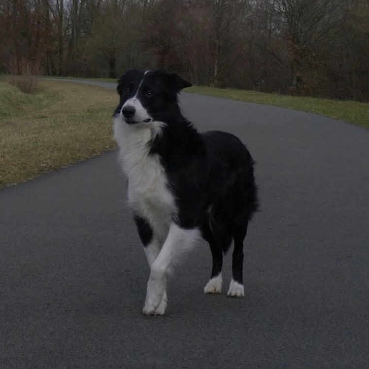 Wysky a rejoint le concours — aidez-le/la à gagner de superbes lots ! dog, black_and_white, road, outdoor, nature, grass, trees, animal, canine, walking, pavement, curious, alert, standing, fur, pet, autumn, leafless_trees, quiet, scenic
