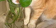 Michi joined the competition — help win amazing prizes! cat, orange_cat, white_paws, plant, green_leaves, glass_vase, water, countertop, curious, pet, feline, indoor, close_up, sniffing, roots, houseplant, domestic_cat, whiskers, fur, animal