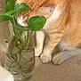cat, orange_cat, white_paws, plant, green_leaves, glass_vase, water, countertop, curious, pet, feline, indoor, close_up, sniffing, roots, houseplant, domestic_cat, whiskers, fur, animal