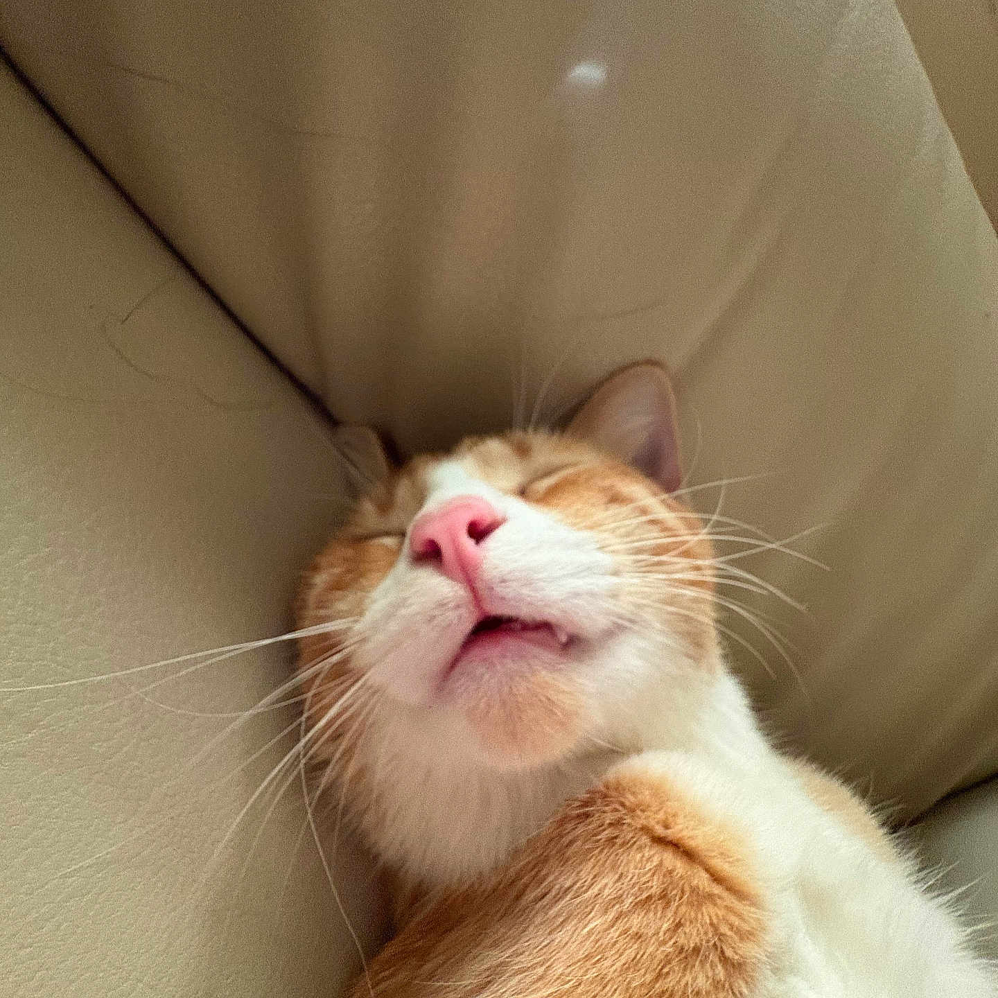 Michi is registered to the contest to win money with this photo: animal, cat, closeup, couch, cute, face, feline, fur, ginger, indoor, leather, mouth, pet, pink_nose, relaxed, resting, sleeping, teeth, whiskers, white