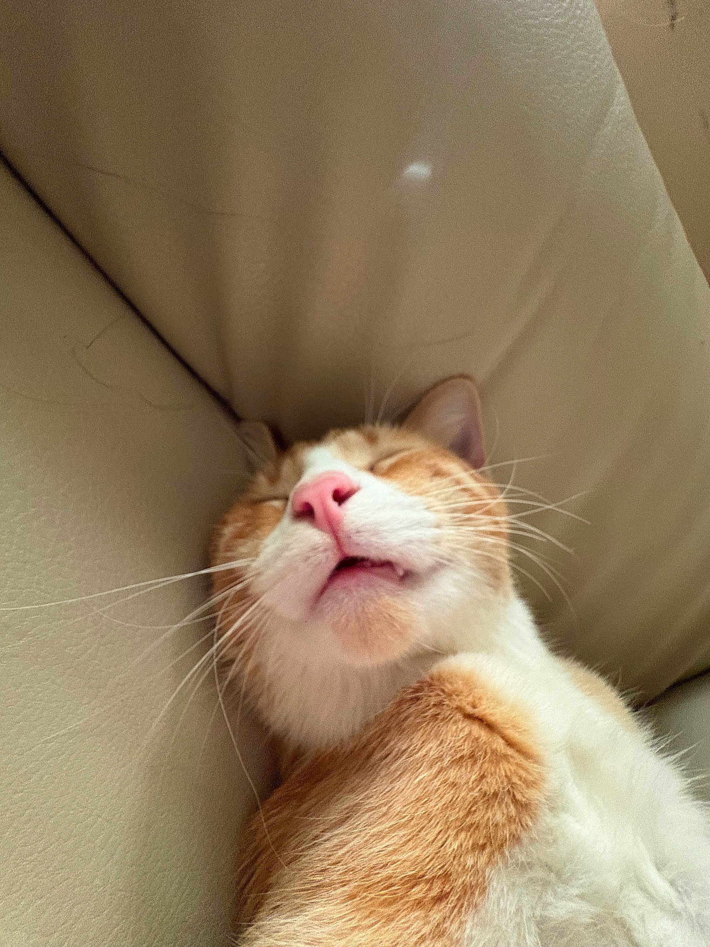 Michi is registered to the contest to win money with this photo: cat, sleeping, ginger, white, pink_nose, whiskers, mouth, teeth, couch, leather, closeup, pet, relaxed, indoor, feline, fur, animal, cute, face, resting