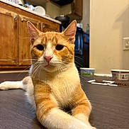 Michi joined the competition — help win amazing prizes! cat, orange_cat, white_cat, pet, domestic_cat, floor, kitchen, wooden_cabinets, food_bowls, indoor, animal, feline, cute, relaxed, stretching, whiskers, ears, pink_nose, home, curious