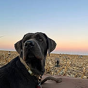 Cole is registered to the contest to win money with this photo: animal, black_dog, brown, collar, cornfield, decoy_geese, dog, field, harvested_field, landscape, nature, outdoor, peaceful, pet, quiet, rural, scenery, sky, sunset, wind_turbine