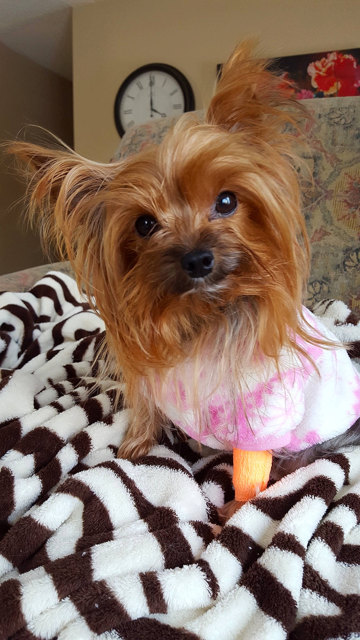 Brielle is registered to the contest to win money with this photo: australian_silky_terrier, biewer_terrier, canidae, carnivore, chinese_imperial_dog, companion_dog, dog, dog_breed, maltepoo, mammal, morkie, puppy, rare_breed_dog, shih_tzu, small_terrier, terrier, toy_dog, vertebrate, yorkipoo, yorkshire_terrier