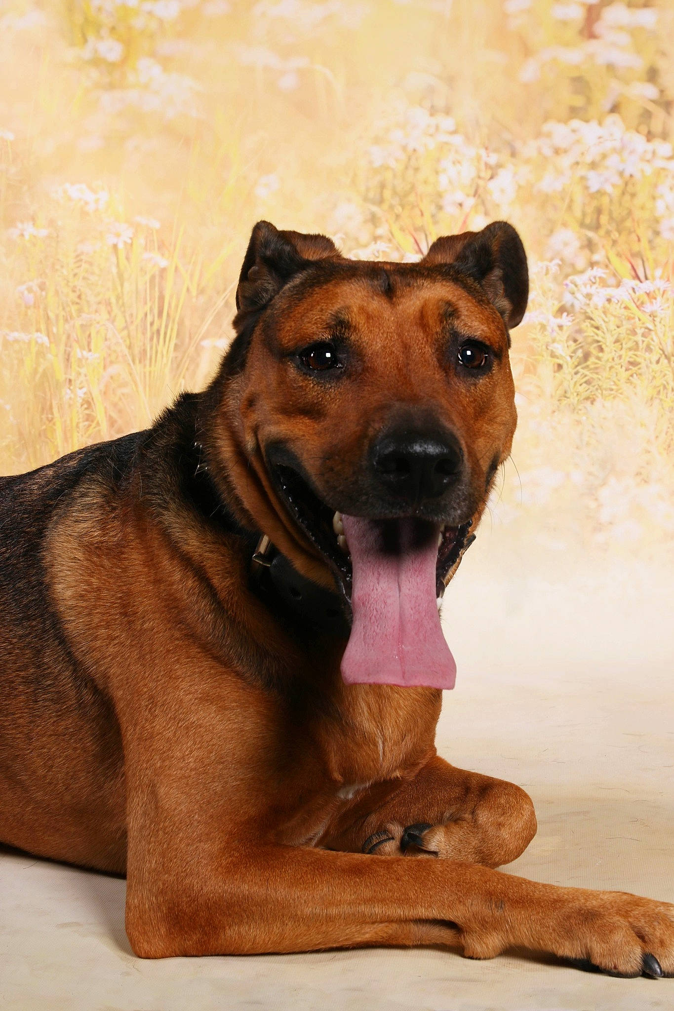 Octane participe au concours pour gagner de l'argent avec cette photo : ancient_dog_breeds, canidae, carnivore, collar, companion_dog, dog, dog_breed, dog_collar, fawn, guard_dog, hunting_dog, liver, pet_supply, snout, sporting_group, terrestrial_animal, whiskers, working_animal, working_dog