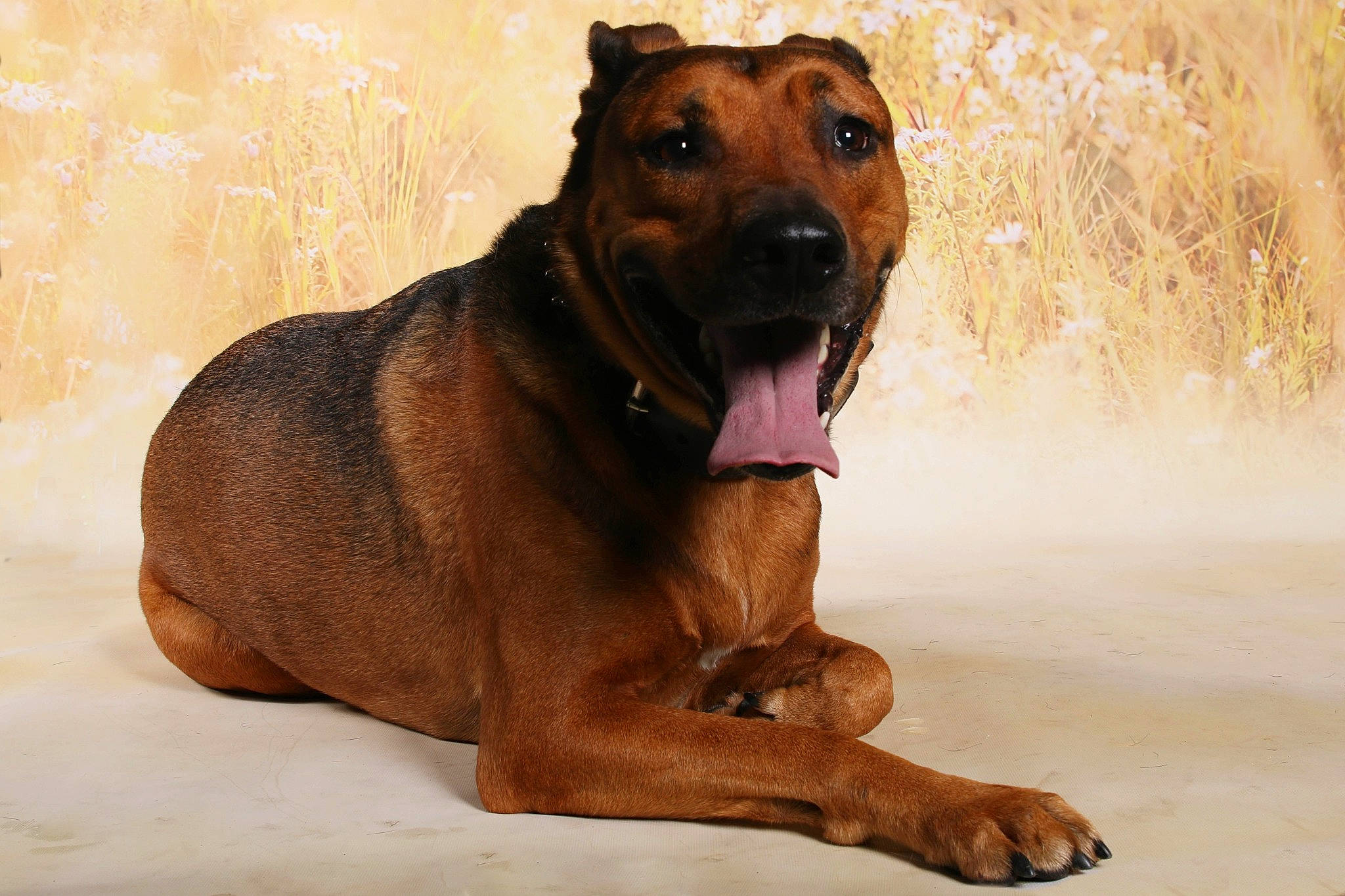 Octane a rejoint le concours — aidez-le/la à gagner de superbes lots ! ancient_dog_breeds, canidae, carnivore, dog, dog_breed, fawn, liver, paw, snout, sporting_group, terrestrial_animal, whiskers, wildlife, working_animal, working_dog