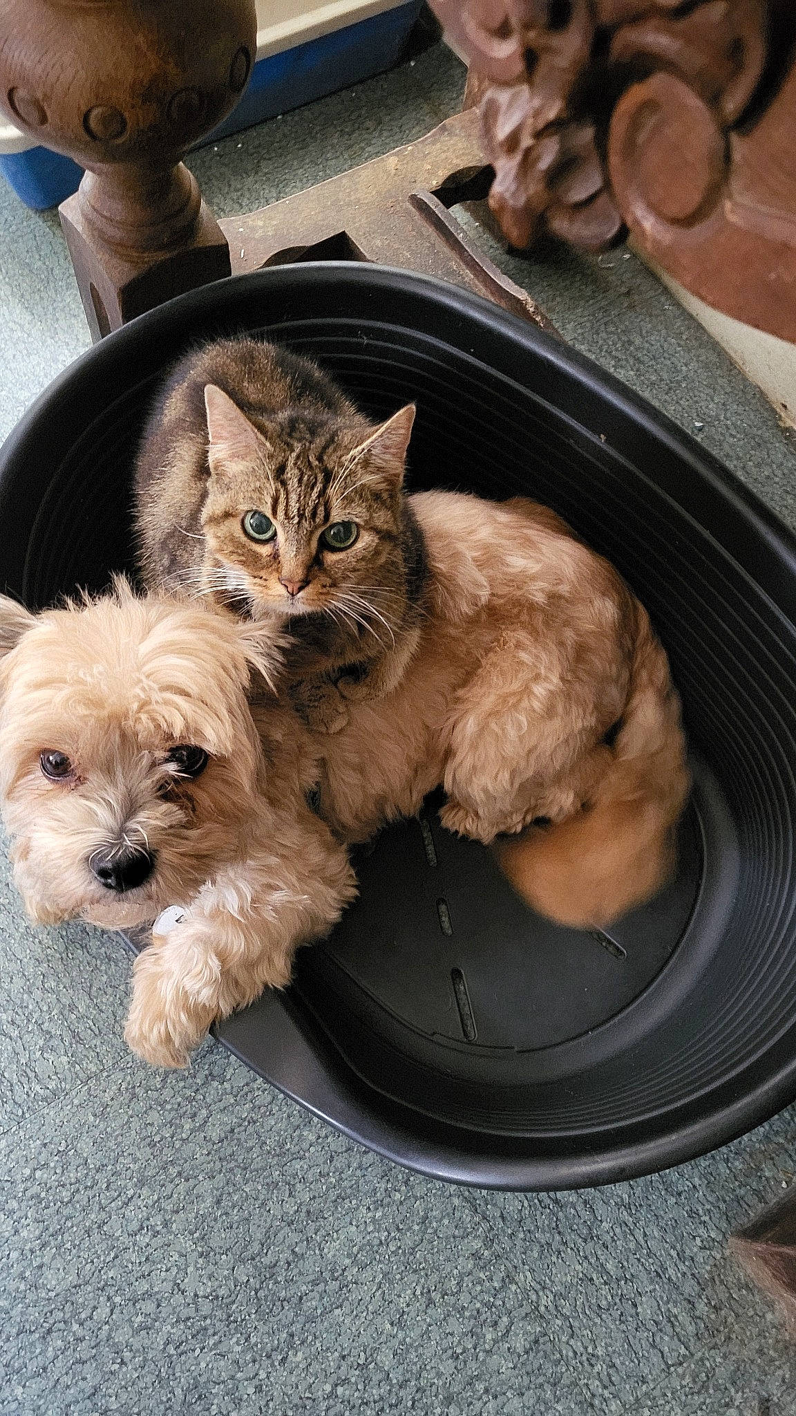 Haimë participe au concours pour gagner de l'argent avec cette photo : carnivore, cat, chair, comfort, companion_dog, dog, dog_breed, domestic_short_haired_cat, fawn, felidae, fur, small_terrier, small_to_medium_sized_cats, tableware, toy_dog, whiskers