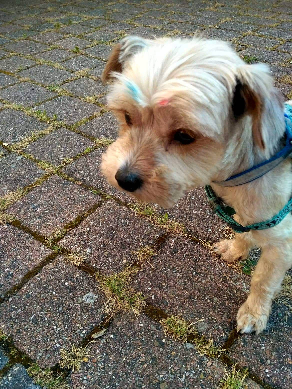 Haimë participe au concours pour gagner de l'argent avec cette photo : asphalt, canidae, carnivore, companion_dog, dog, dog_breed, dog_clothes, dog_collar, dog_supply, fawn, garden_hose, grass, puppy_love, road_surface, small_terrier, snout, soil, terrier, toy_dog, working_animal