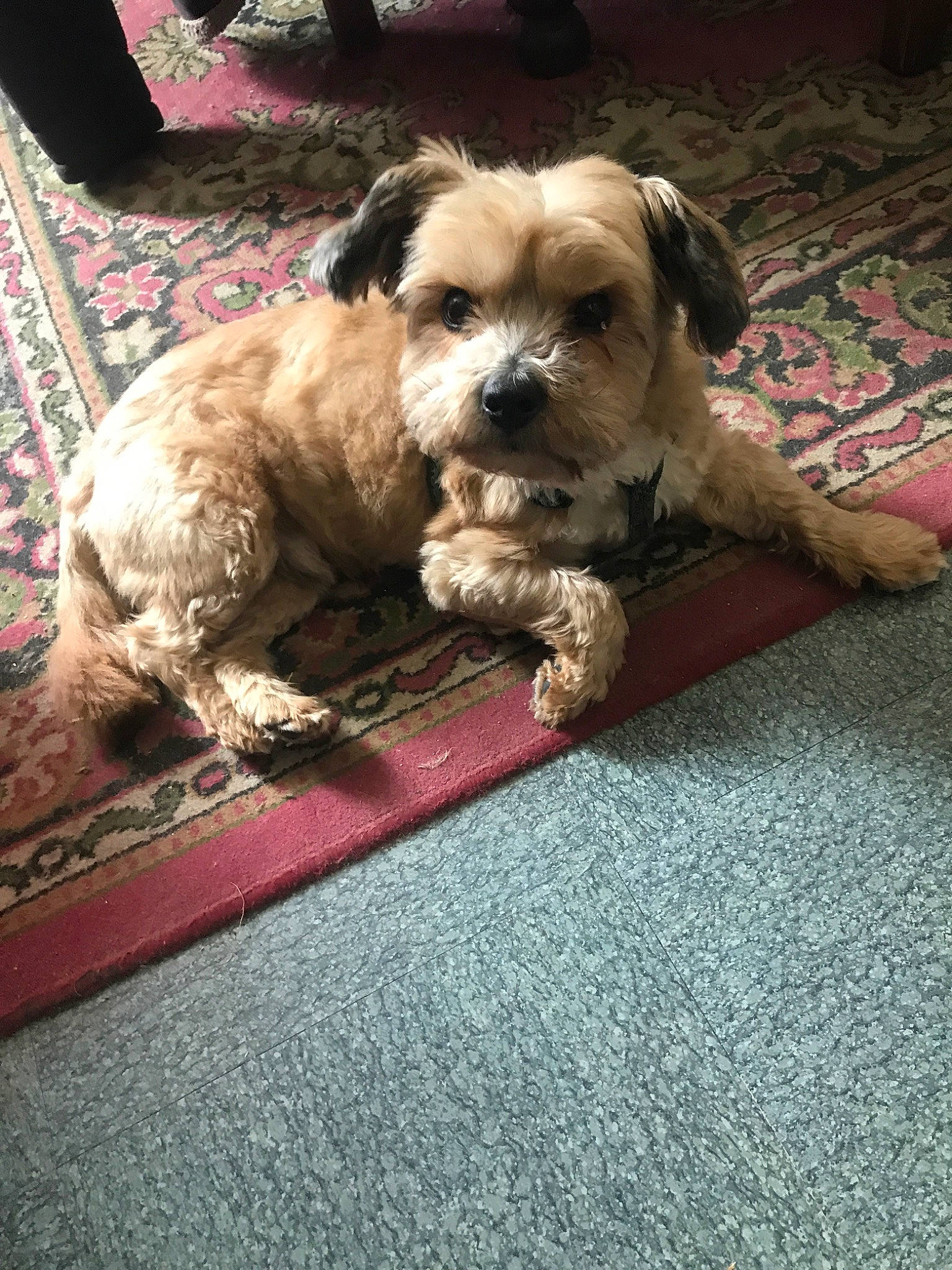 Haimë participe au concours pour gagner de l'argent avec cette photo : bolonka, border_terrier, canidae, carnivore, cavachon, cavapoo, companion_dog, dog, dog_breed, havanese, lhasa_apso, mammal, morkie, poodle_crossbreed, puppy, schnoodle, shih_tzu, sporting_group, sporting_lucas_terrier, vertebrate