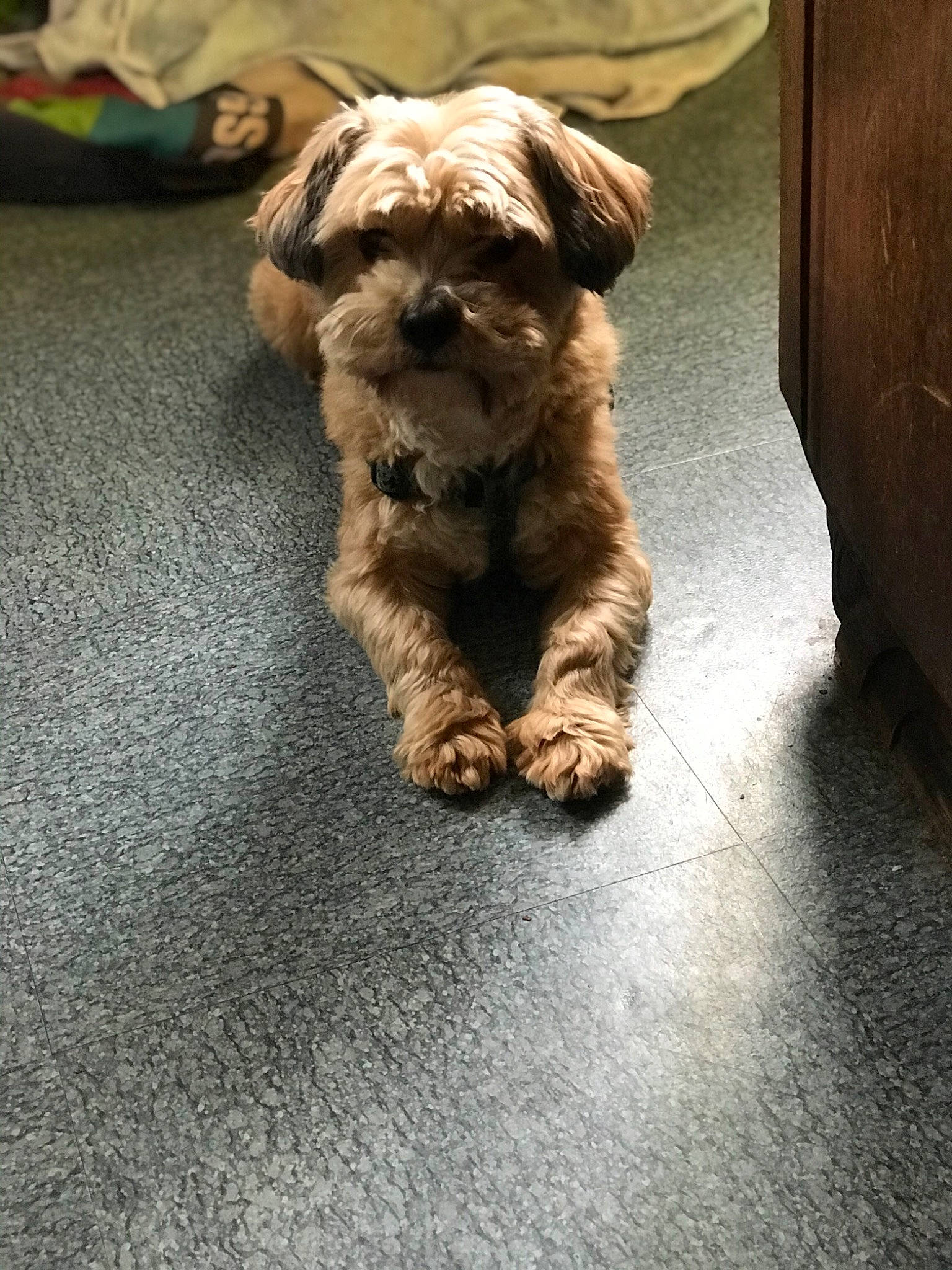 Haimë a rejoint le concours — aidez-le/la à gagner de superbes lots ! bolonka, canidae, carnivore, companion_dog, dog, dog_breed, glen_of_imaal_terrier, havanese, irish_soft_coated_wheaten_terrier, lhasa_apso, maltepoo, mammal, morkie, norfolk_terrier, poodle_crossbreed, puppy, schnoodle, shih_tzu, snout, sporting_lucas_terrier