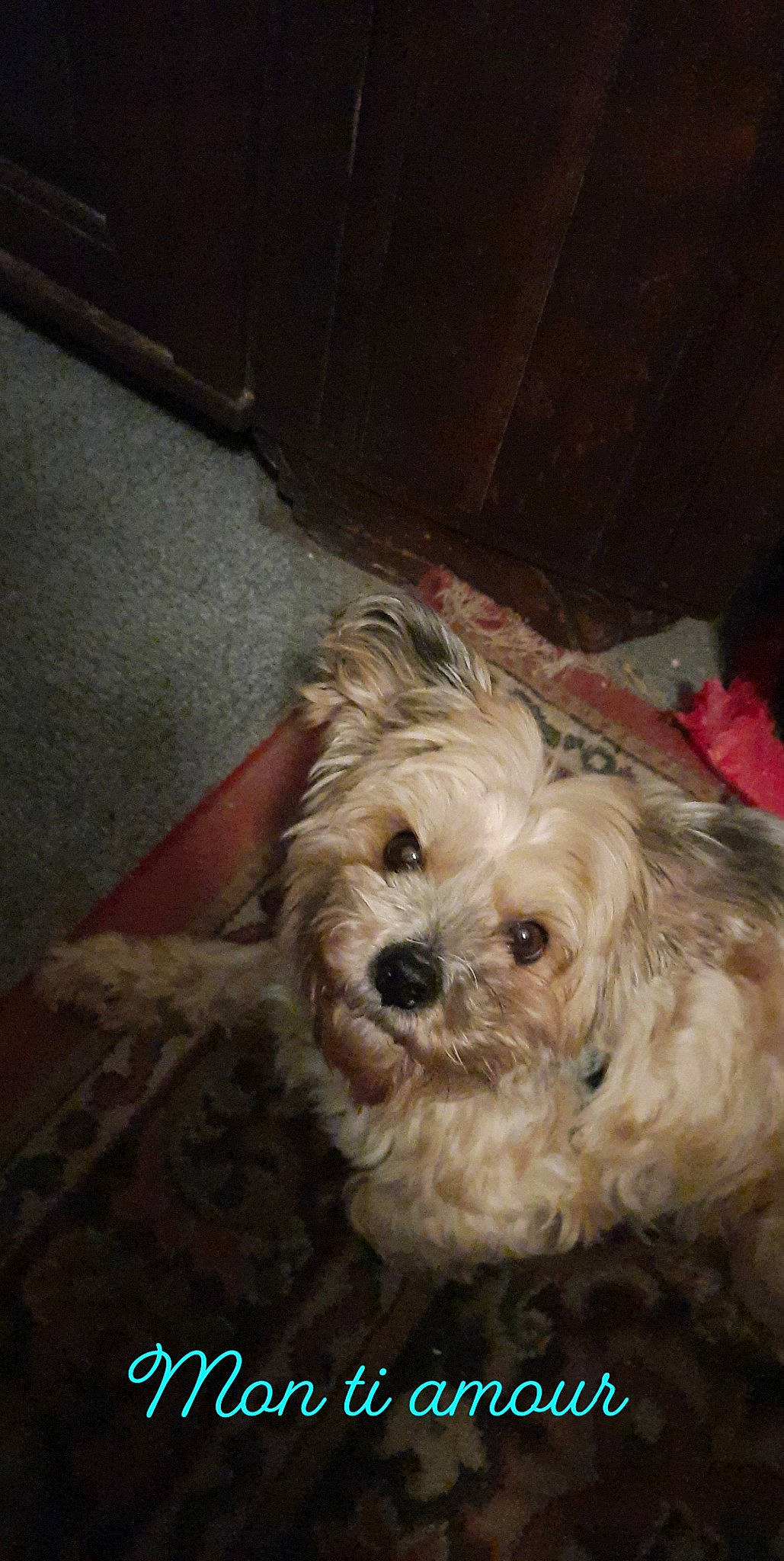 Haimë a rejoint le concours — aidez-le/la à gagner de superbes lots ! biewer_terrier, canidae, carnivore, companion_dog, dog, dog_breed, fur, labradoodle, maltepoo, poodle_crossbreed, puppy, shih_poo, small_terrier, snout, sporting_group, terrier, toy_dog, water_dog, working_animal, yorkipoo