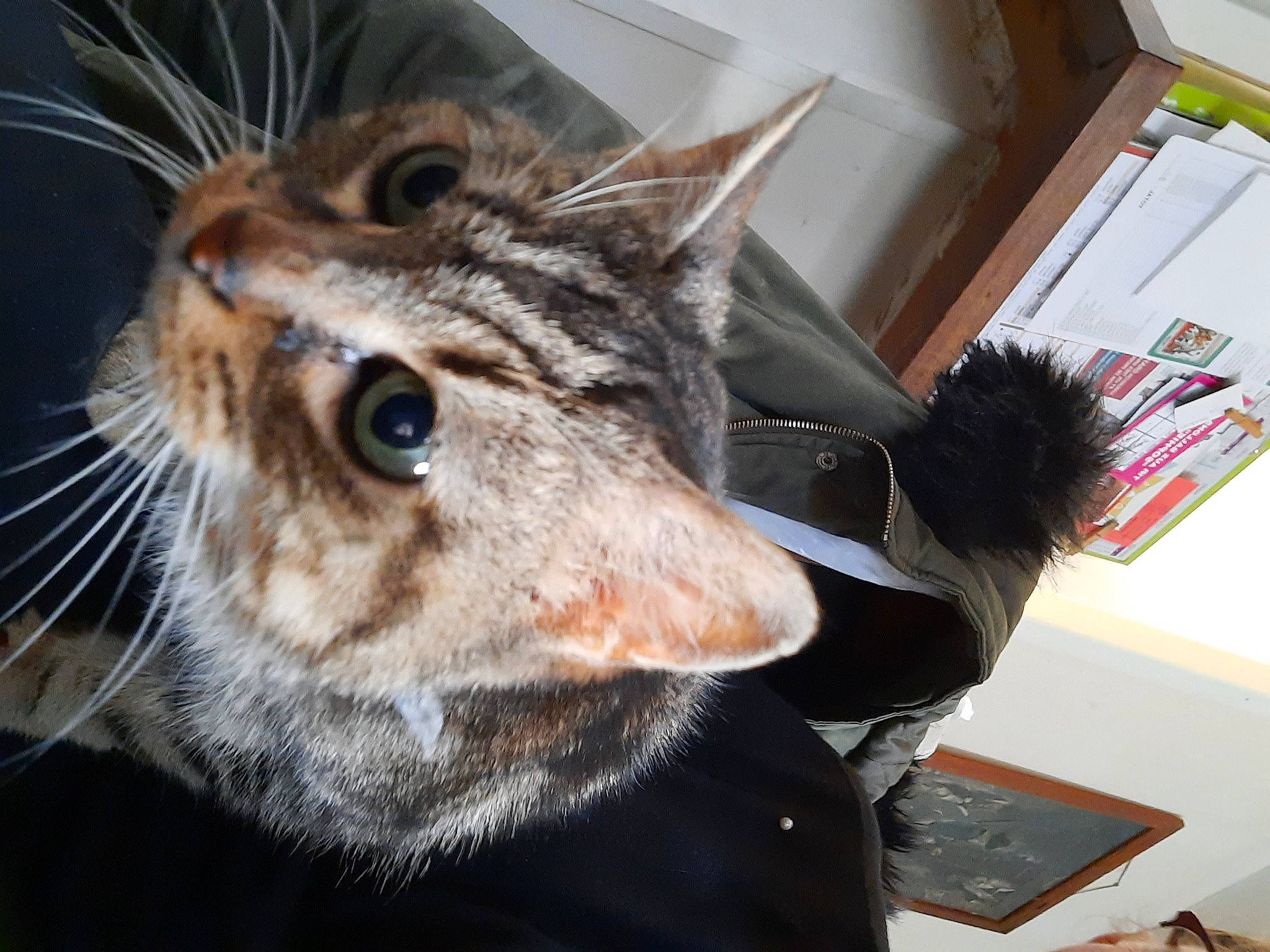 Duchesse a rejoint le concours — aidez-le/la à gagner de superbes lots ! carnivore, cat, claw, domestic_short_haired_cat, felidae, fur, organism, small_to_medium_sized_cats, snout, terrestrial_animal, whiskers, window