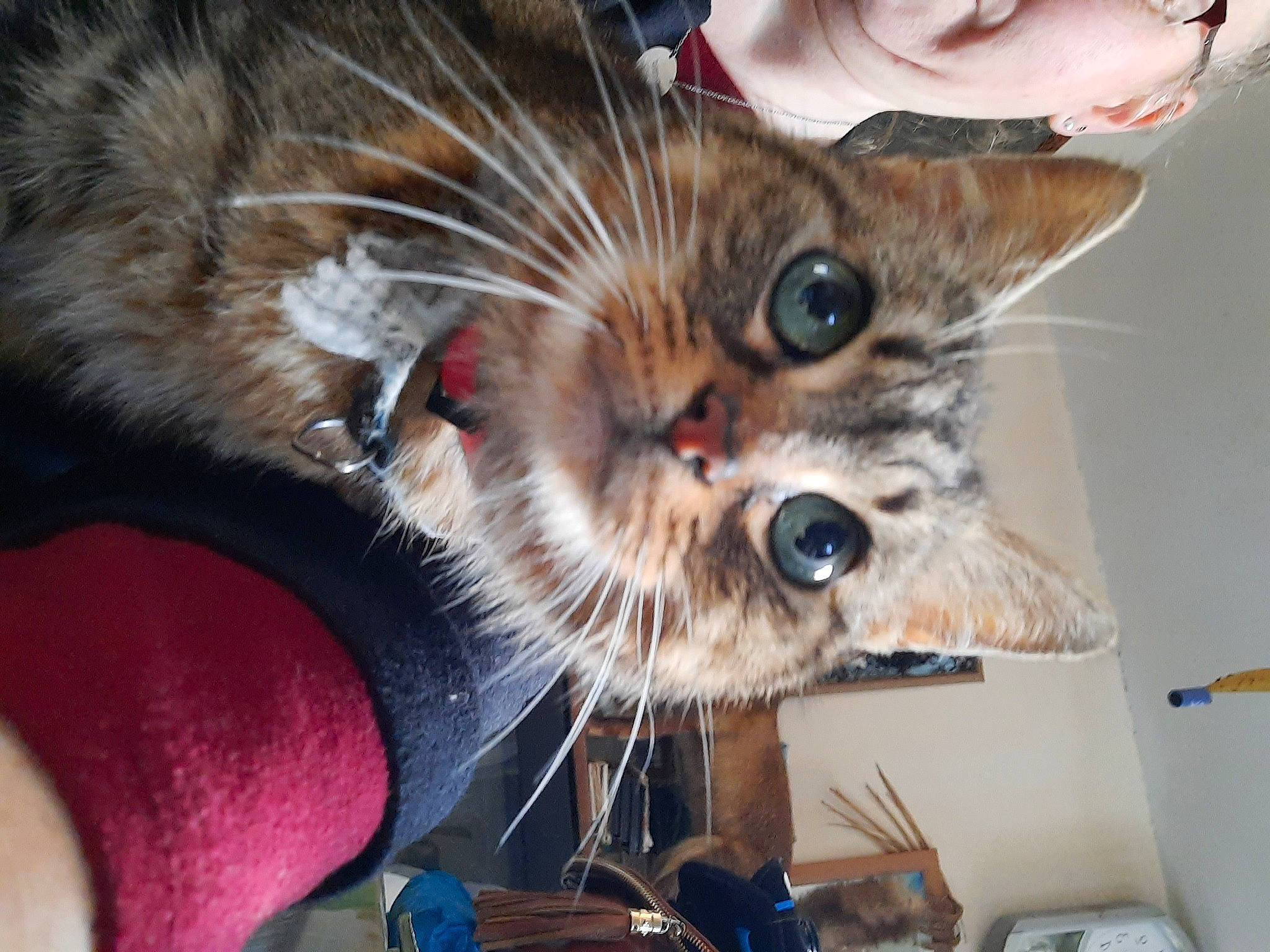 Duchesse a rejoint le concours — aidez-le/la à gagner de superbes lots ! cardboard, carnivore, cat, claw, collar, domestic_short_haired_cat, ear, fawn, felidae, fur, lap, paw, plant, small_to_medium_sized_cats, snout, tail, tree, whiskers