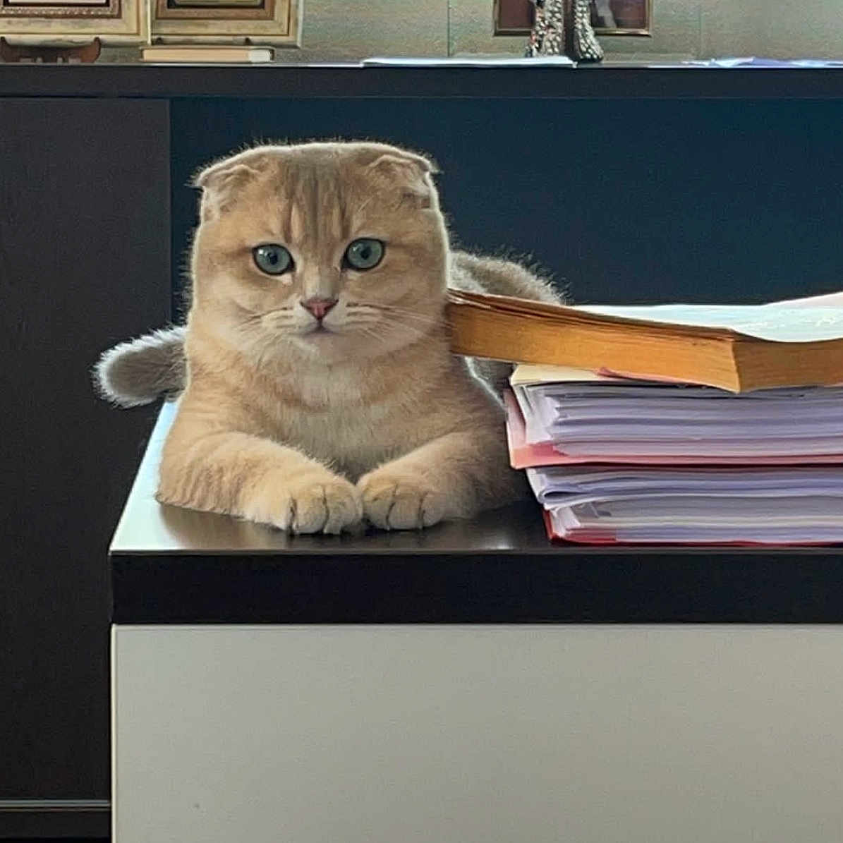 Limon a rejoint le concours — aidez-le/la à gagner de superbes lots ! abyssinian, animal, book, bookcase, cat, closet, computer, cupboard, desk, drawer, electronics, filingcabinet, furniture, indoors, kitten, pet, publication, shelf, table, text