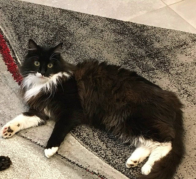 Chaussette participe au concours pour gagner de l'argent avec cette photo : black_and_white, black_cat, carnivore, cat, cymric, domestic_long_haired_cat, domestic_short_haired_cat, european_shorthair, eye, felidae, flooring, fur, kitten, mammal, paw, polydactyl_cat, small_to_medium_sized_cats, snout, tail, whiskers