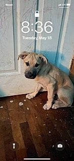 Smoky is registered to the contest to win money with this photo: canidae, carnivore, companion_dog, dog, dog_breed, dog_supply, door, fawn, flooring, hardwood, internet_meme, pet_supply, plank, snout, sporting_group, tail, terrestrial_animal, varnish, wood, working_animal