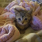 Spicy is registered to the contest to win money with this photo: kitten, cat, tabby, blanket, soft, cozy, indoor, pet, cute, fur, animal, young, resting, warm, comfort, small, eyes, whiskers, nest, home