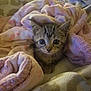 kitten, cat, tabby, blanket, soft, cozy, indoor, pet, cute, fur, animal, young, resting, warm, comfort, small, eyes, whiskers, nest, home