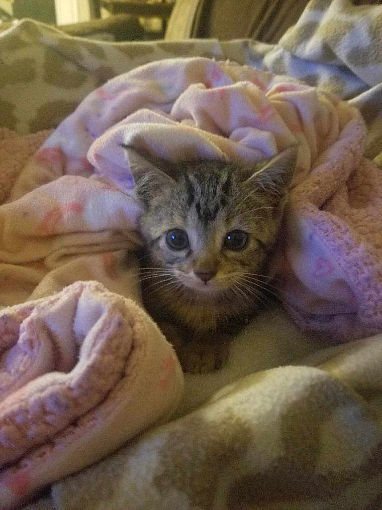 Spicy is registered to the contest to win money with this photo: kitten, cat, tabby, blanket, soft, cozy, indoor, pet, cute, fur, animal, young, resting, warm, comfort, small, eyes, whiskers, nest, home