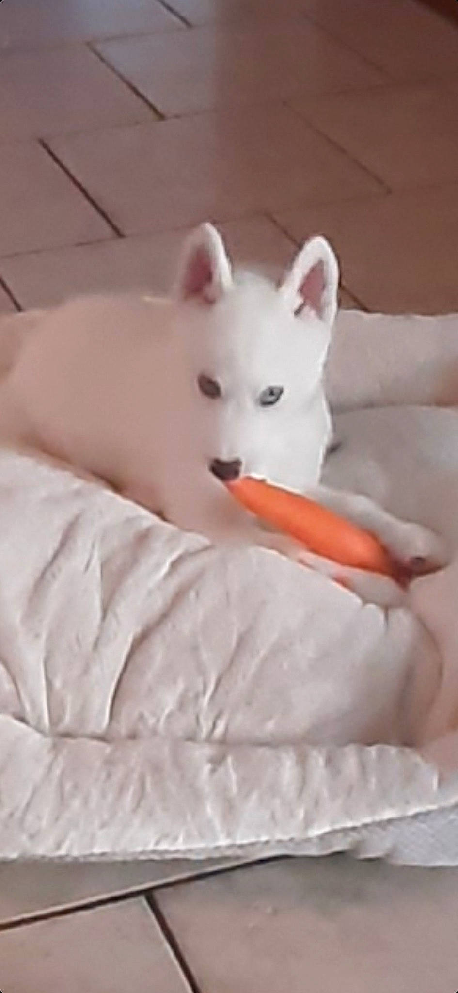 Snowy joined the competition — help win amazing prizes! canidae, carnivore, comfort, companion_dog, dog_breed, eye, felidae, fur, head, metal, non_sporting_group, room, snout, tail, terrestrial_animal, whiskers, wood