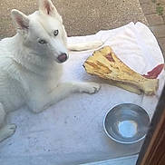 Snowy joined the competition — help win amazing prizes! dog, white_dog, blue_eyes, large_bone, metal_bowl, towel, outdoor, patio, concrete, relaxed, pet, canine, domestic_animal, looking_up, daytime, animal, fur, ears, nose, laying_down