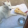 dog, white_dog, blue_eyes, large_bone, metal_bowl, towel, outdoor, patio, concrete, relaxed, pet, canine, domestic_animal, looking_up, daytime, animal, fur, ears, nose, laying_down