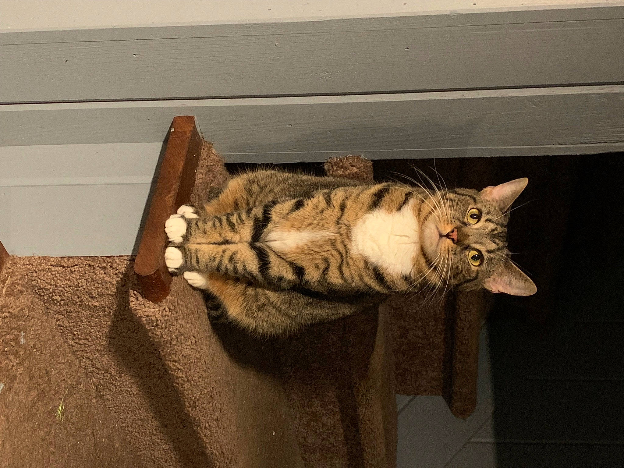 Pepper joined the competition — help win amazing prizes! carnivore, cat, claw, domestic_short_haired_cat, fawn, felidae, flooring, fur, hardwood, linens, nap, paw, room, small_to_medium_sized_cats, tail, whiskers, window, wood