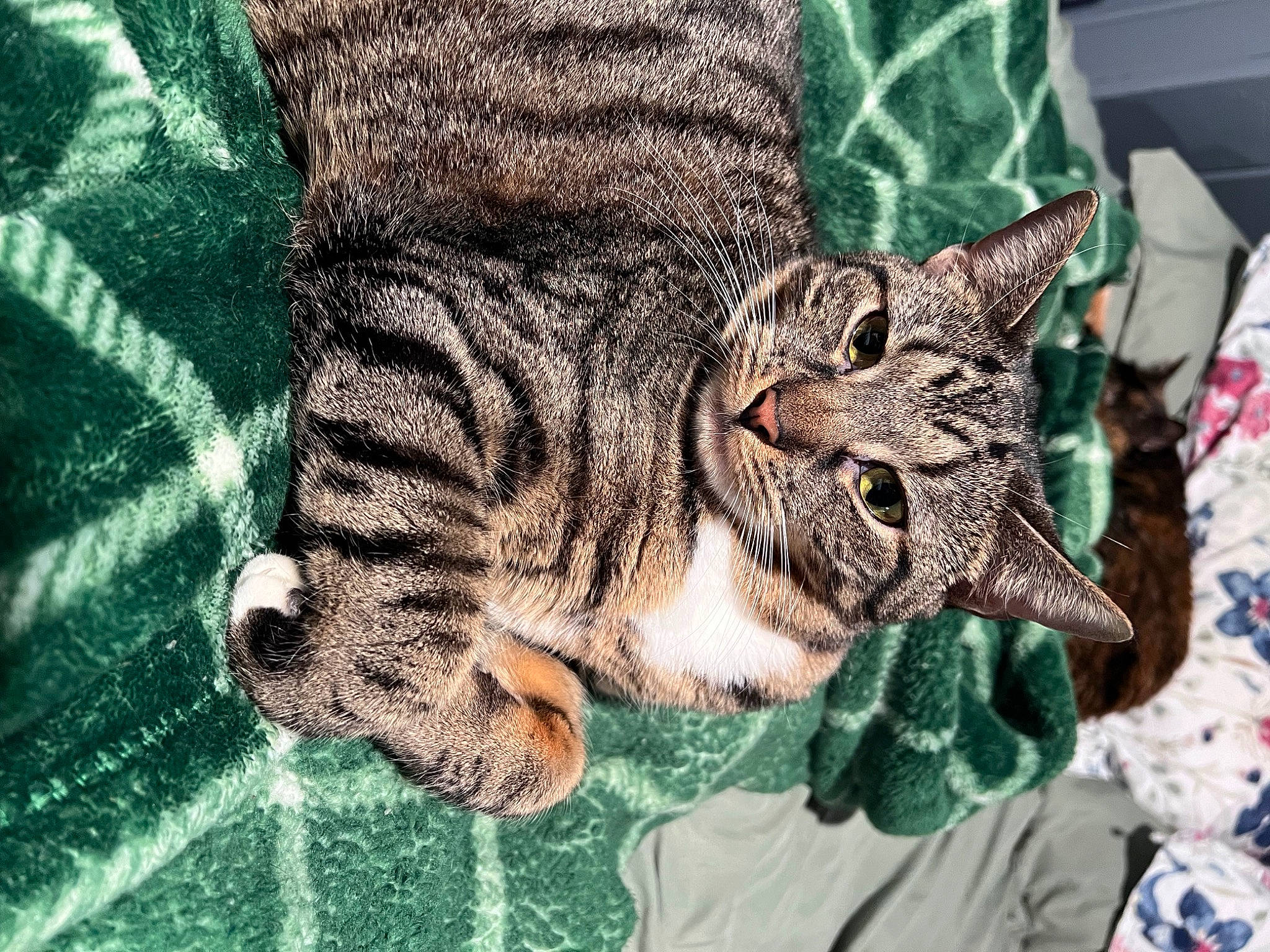 Pepper is registered to the contest to win money with this photo: big_cats, carnivore, cat, claw, close_up, domestic_short_haired_cat, felidae, fur, grass, ocelot, organism, pattern, paw, small_to_medium_sized_cats, snout, tail, terrestrial_animal, tree, whiskers, window