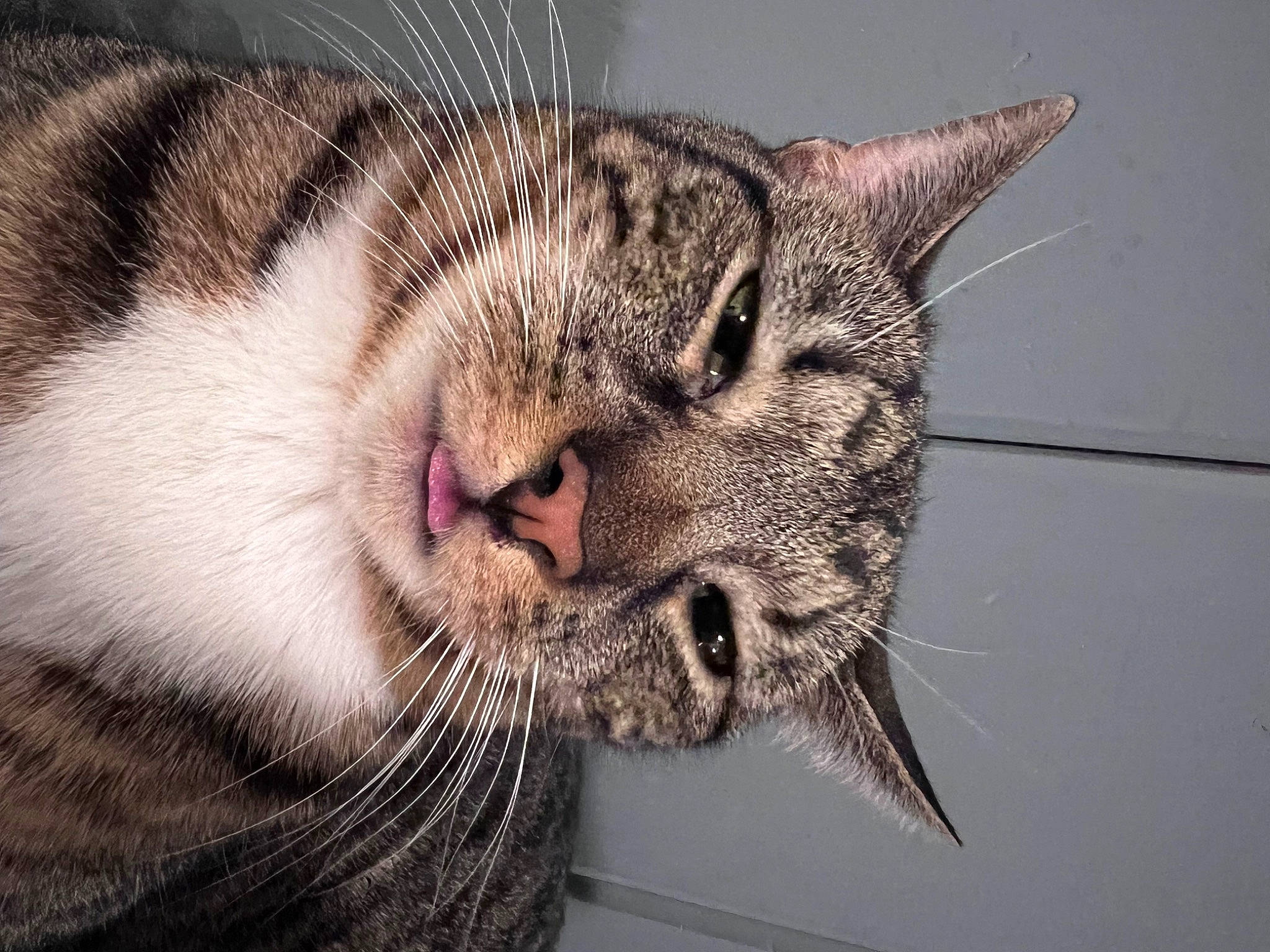 Pepper is registered to the contest to win money with this photo: carnivore, cat, domestic_short_haired_cat, ear, felidae, fur, mammal, paw, small_to_medium_sized_cats, snout, terrestrial_animal, whiskers, wildlife