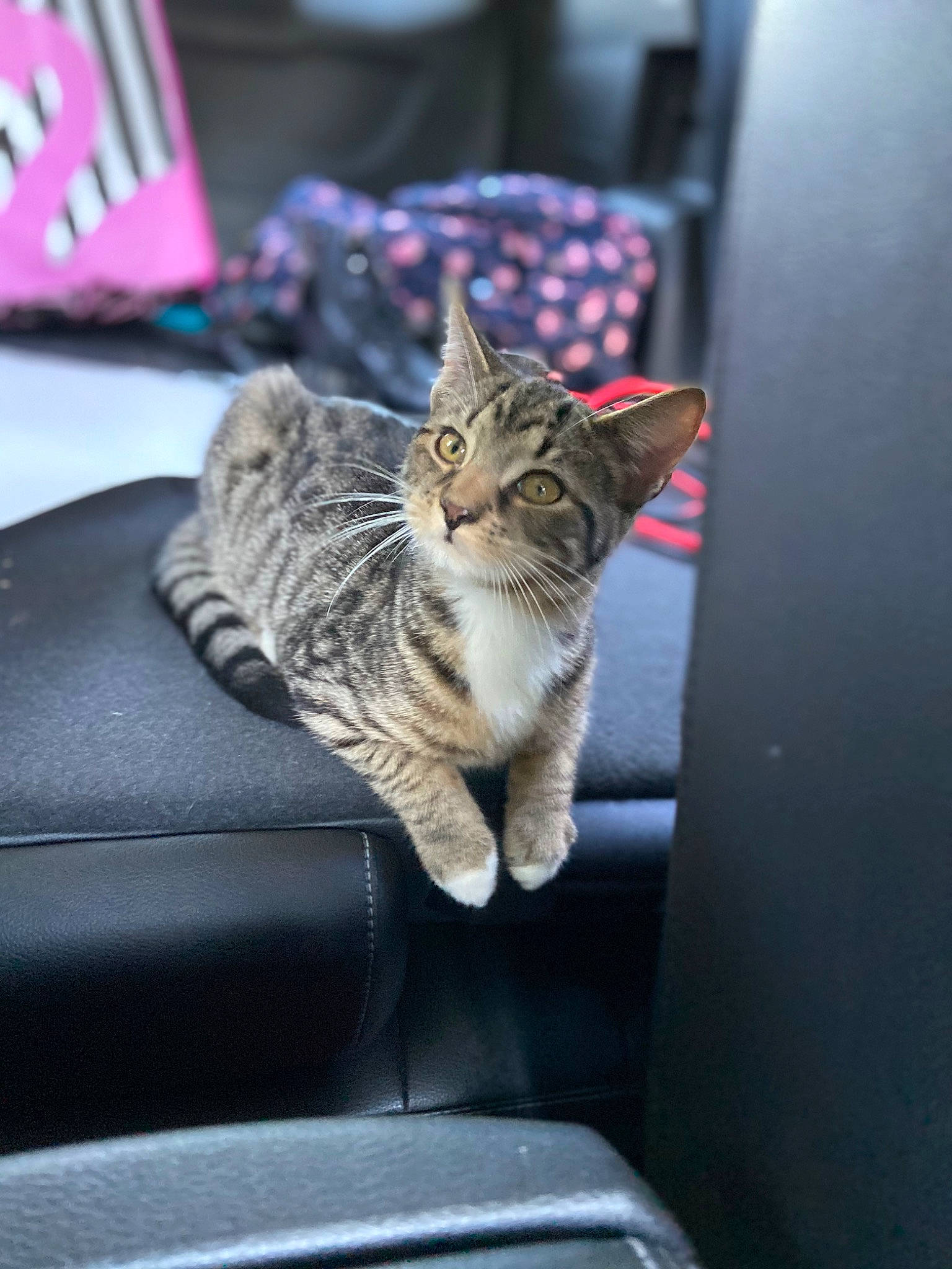 Pepper is registered to the contest to win money with this photo: carnivore, cat, comfort, couch, domestic_short_haired_cat, door, felidae, fur, grey, paw, plant, sitting, small_to_medium_sized_cats, snout, tail, tree, vehicle, whiskers, window, windshield