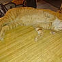 belly_up, cat, chair, cozy, domestic_animal, fur, ginger_cat, indoor, kitchen, magazines, napping, paw, pet, portrait, relaxed, sleeping, tabby, table, whiskers, wooden_table