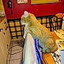 Anthony Mauricey is registered to the contest to win money with this photo: cat, ginger_cat, orange_tabby, indoor, kitchen, table, chair, countertop, tile_floor, red_wall, coffee_sign, plaid_wallpaper, phone_receiver, placemat, whiskers, sitting, domestic_pet, furniture, purple_bag, warm_lighting