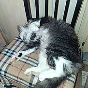 Maxwell Arthur is registered to the contest to win money with this photo: cat, sleeping, fluffy, black_and_white, chair, plaid_blanket, indoor, tile_floor, relaxed, pet, feline, cozy, fur, paw, resting, home, domestic, animal, whiskers, tail