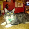 Maxwell Arthur joined the competition — help win amazing prizes! cat, bow_tie, yellow_eyes, fluffy, indoor, wooden_surface, kitchen, red_wall, air_conditioner, curtains, television, furniture, face, pet, animal, domestic, relaxed, looking, whiskers, ears