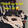 Maxwell Arthur is registered to the contest to win money with this photo: cat, sleeping, chair, clothing, blanket, indoor, furniture, pet, cozy, resting, fur, tabby_cat, cute, domestic_animal, animal, pile, stack, text_overlay, emoji, yellow_text
