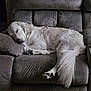 Marlo is registered to the contest to win money with this photo: dog, white_dog, sleeping, couch, living_room, pillow, pet, fur, relaxing, indoors, cozy, wooden_table, game_controller, sneaker, paw, tail, resting, comfort, domestic_animal, household
