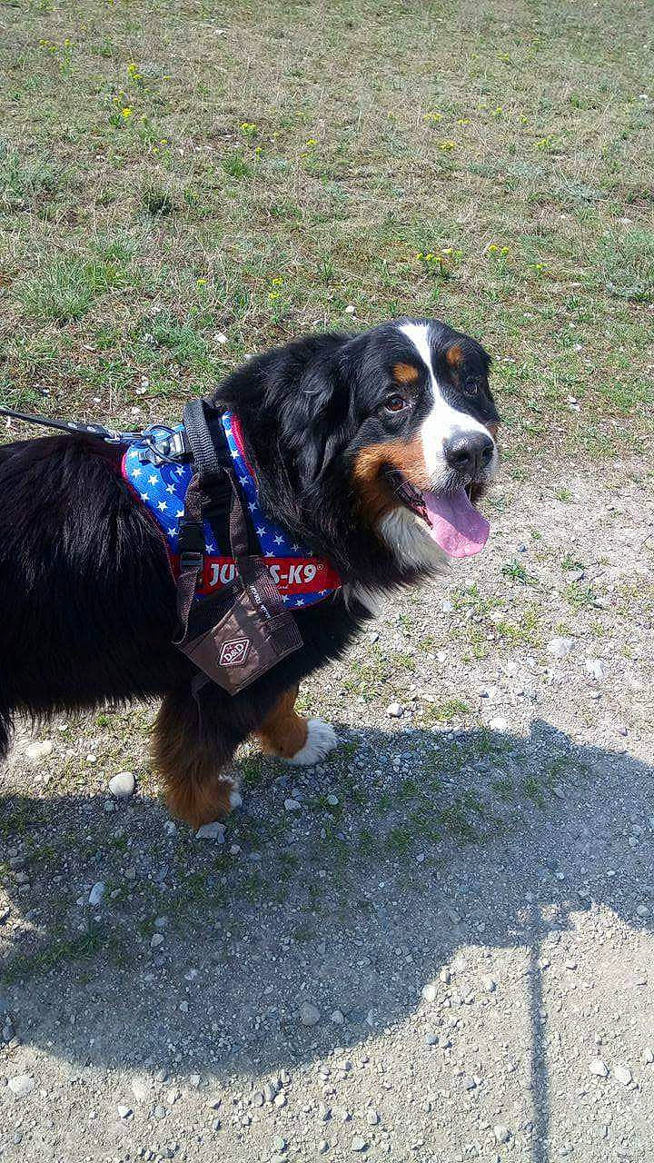 Gommette a rejoint le concours — aidez-le/la à gagner de superbes lots ! bernese_mountain_dog, canidae, carnivore, companion_dog, dog, dog_breed, entlebucher_mountain_dog, greater_swiss_mountain_dog, mammal, snout, sporting_group, vertebrate, working_dog