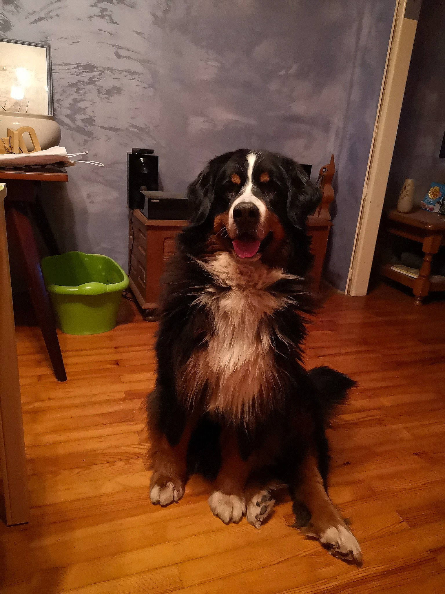 Gommette a rejoint le concours — aidez-le/la à gagner de superbes lots ! australian_shepherd, bernese_mountain_dog, canidae, carnivore, companion_dog, dog, dog_breed, english_shepherd, fawn, mammal, miniature_australian_shepherd, small_greek_domestic_dog, sporting_group, vertebrate, wood, working_dog