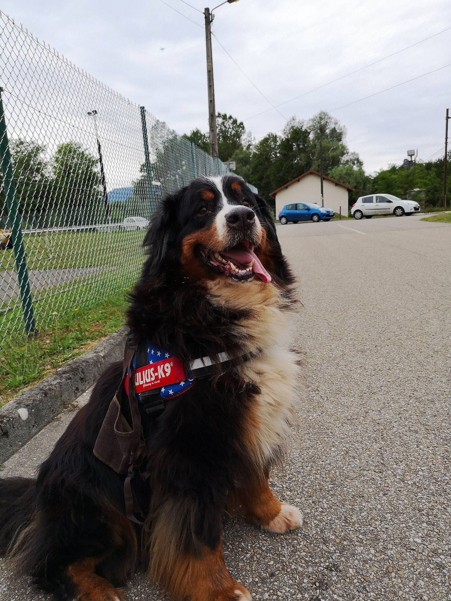 Gommette participe au concours pour gagner de l'argent avec cette photo : bernese_mountain_dog, canidae, carnivore, companion_dog, dog, dog_breed, fur, mammal, rare_breed_dog, snout, sporting_group, working_dog