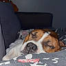 Ulrick a rejoint le concours — aidez-le/la à gagner de superbes lots ! dog, sleeping, couch, blanket, indoor, pet, resting, cozy, brown_and_white, snout, nose, closed_eyes, fur, comfort, relaxation, home, animal, canine, quiet, peaceful