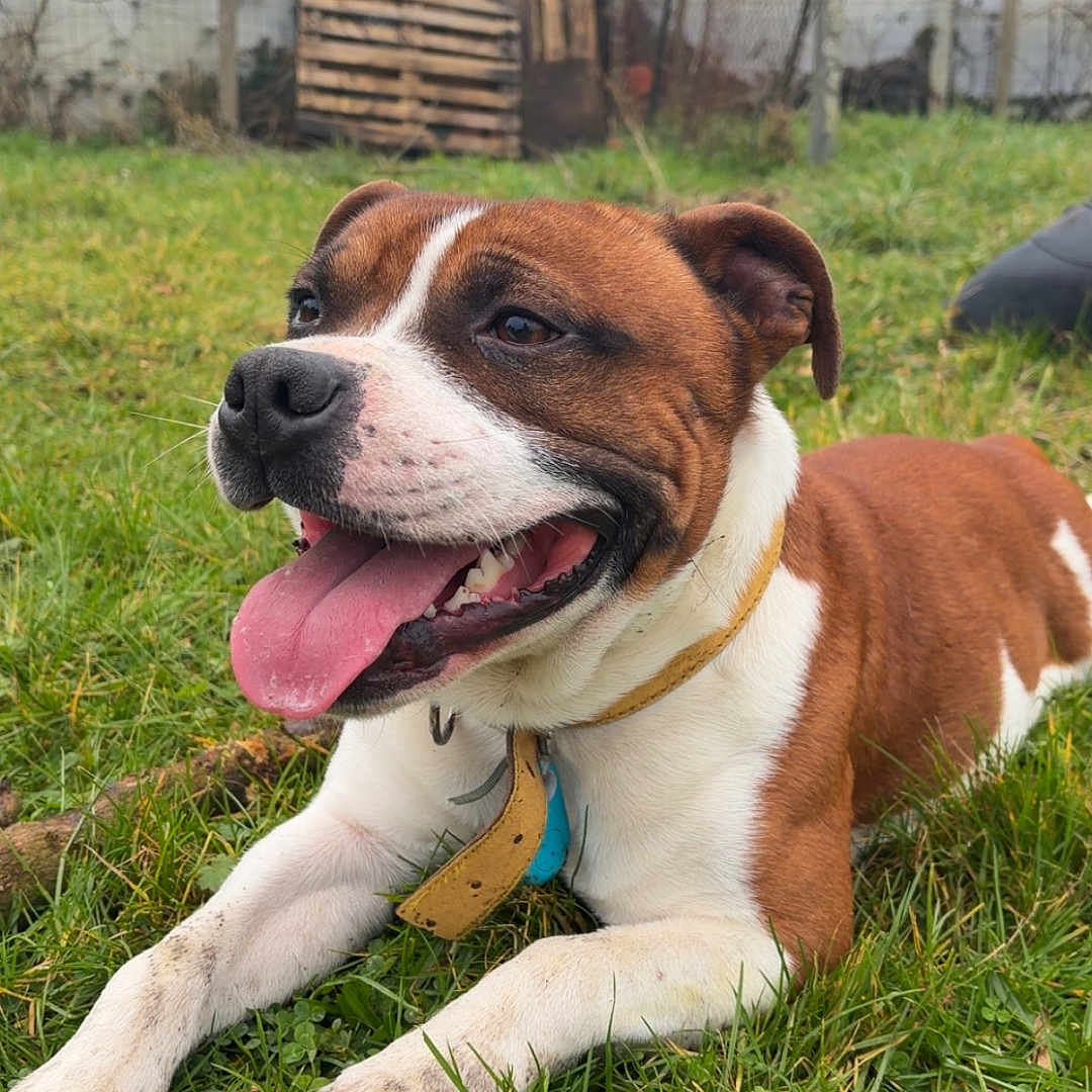 Ulrick a rejoint le concours — aidez-le/la à gagner de superbes lots ! dog, brown, white, grass, tongue_out, collar, outdoor, pet, happy, canine, fence, yard, playful, animal, mammal, resting, nature, summer, closeup, friendly