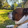 Ulrick a rejoint le concours — aidez-le/la à gagner de superbes lots ! animal, bokeh, brown, canine, close_up, collar, daylight, dog, ears, garden, grass, nature, outdoor, paw, pet, profile, relaxing, snout, sunlight, white