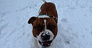 Ulrick a rejoint le concours — aidez-le/la à gagner de superbes lots ! animal, brown, canine, cold, daylight, dog, fence, fur, happy, nose, outdoor, path, paw_prints, pet, playful, snow, snow_covered, walking, white, winter