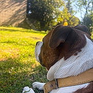 Ulrick participe au concours pour gagner de l'argent avec cette photo : animal, backyard, brown_and_white, canine, collar, daylight, dog, ears, fur, grass, nature, outdoor, peaceful, pet, relaxing, resting, side_view, summer, sunlight, trees