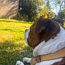 animal, backyard, brown_and_white, canine, collar, daylight, dog, ears, fur, grass, nature, outdoor, peaceful, pet, relaxing, resting, side_view, summer, sunlight, trees