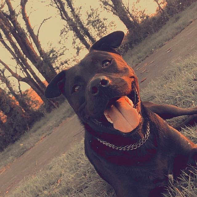 Django