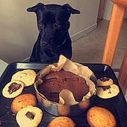 Django a rejoint le concours — aidez-le/la à gagner de superbes lots ! carnivore, comfort_food, companion_dog, cuisine, dish, dog, dog_breed, drinkware, fawn, finger_food, food, ingredient, light, serveware, still_life_photography, stuffed_toy, sweetness, tableware, wood, working_animal