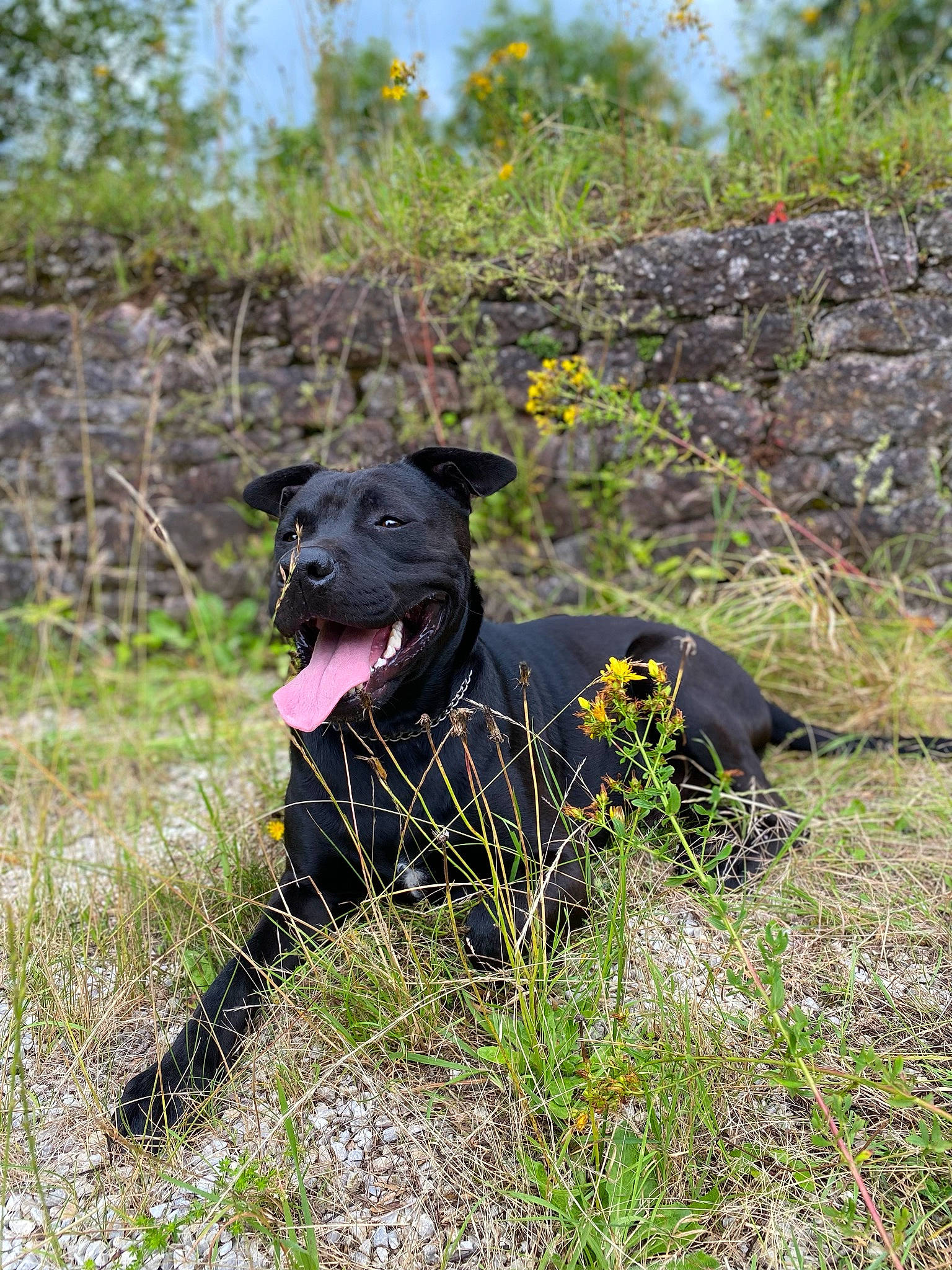 Django participe au concours pour gagner de l'argent avec cette photo : canidae, carnivore, collar, dog, dog_breed, dog_collar, flower, grass, grassland, groundcover, guard_dog, gun_dog, labrador_retriever, plant, retriever, shrub, sporting_group, tail, tree, working_animal