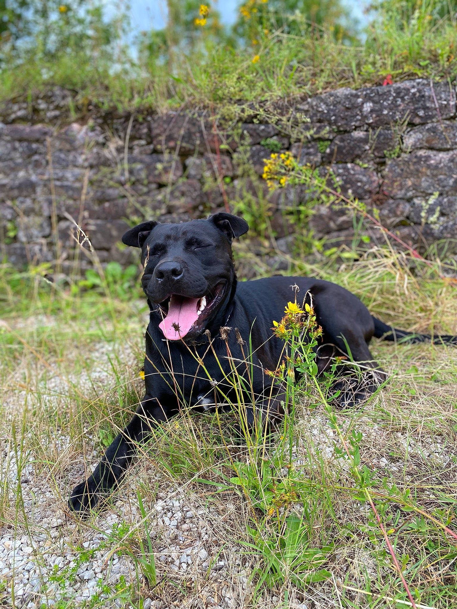 Django a rejoint le concours — aidez-le/la à gagner de superbes lots ! annual_plant, borador, carnivore, collar, dog, dog_breed, dog_collar, flower, grass, grassland, groundcover, gun_dog, plant, retriever, shrub, sporting_group, tail, terrestrial_animal, tree, working_animal