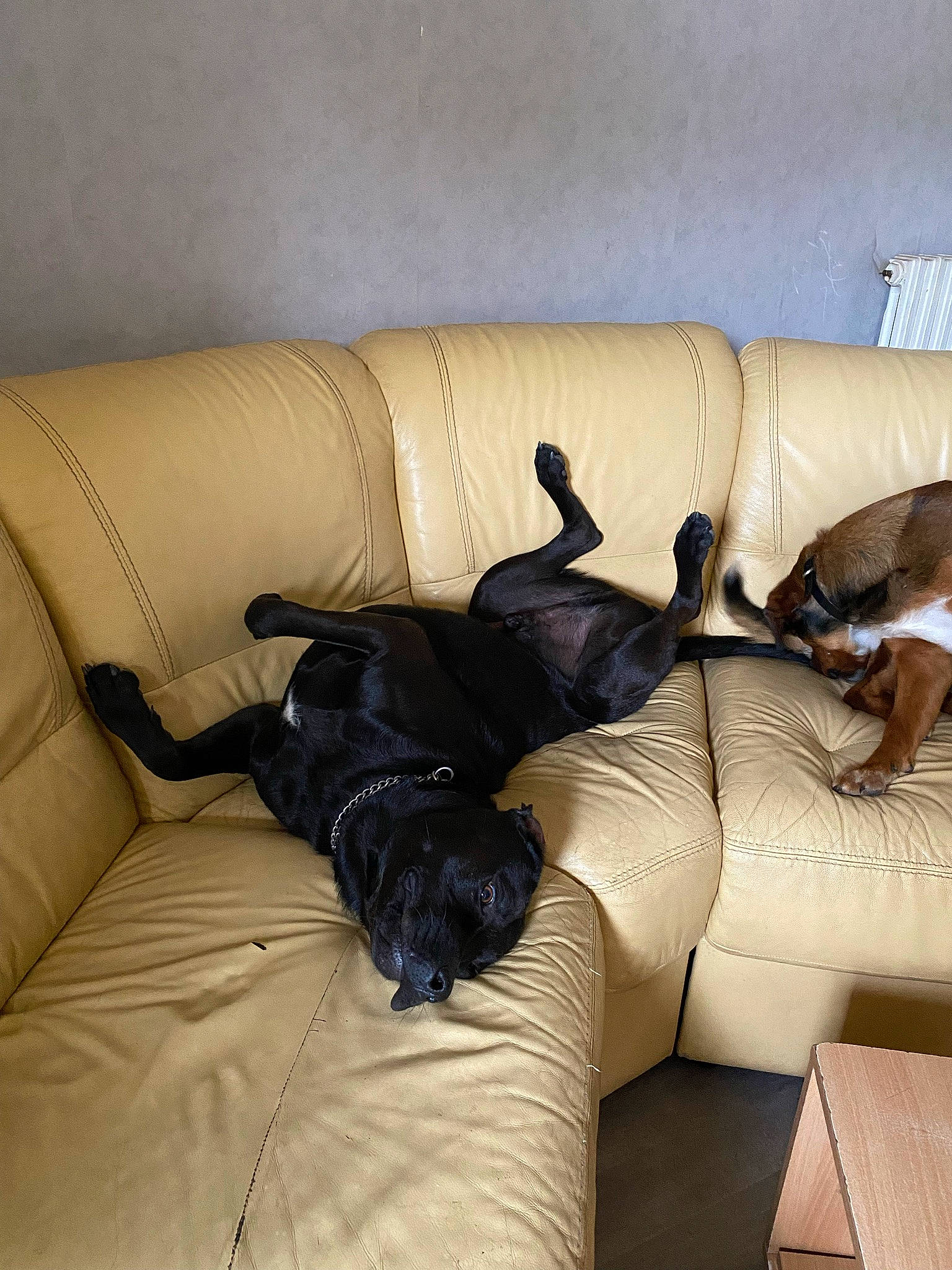 Django a rejoint le concours — aidez-le/la à gagner de superbes lots ! carnivore, comfort, companion_dog, couch, dog, floor, flooring, furniture, hardwood, interior_design, lamp, living_room, room, shade, sofa_bed, studio_couch, tints_and_shades, wall, window_treatment, wood